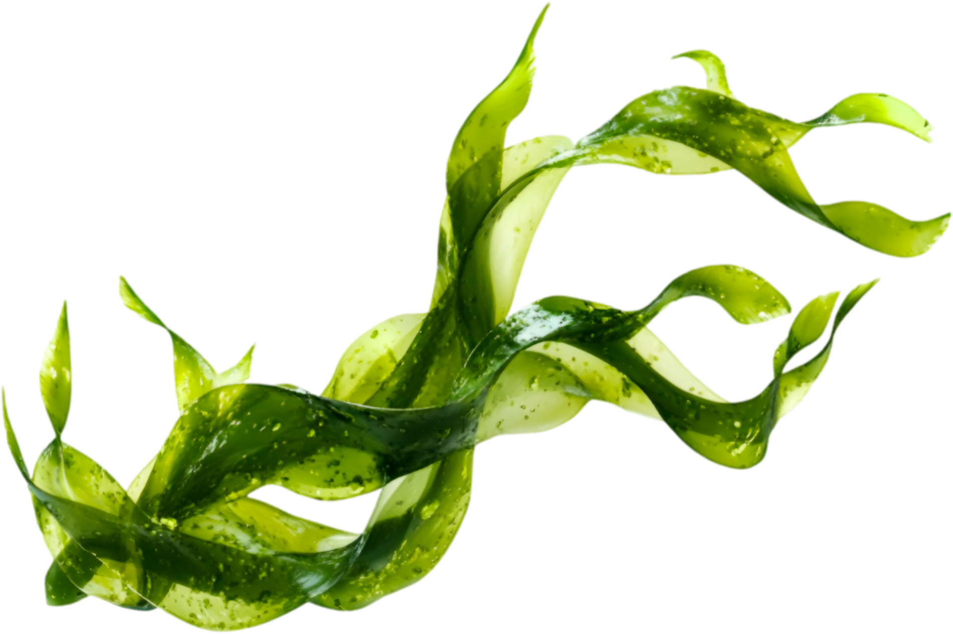 macro algae